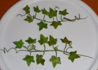 /album/dratkovane-kyticky-karamel/p1230862-jpg/