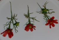 /album/dratkovane-kyticky-karamel/p1230860-jpg/